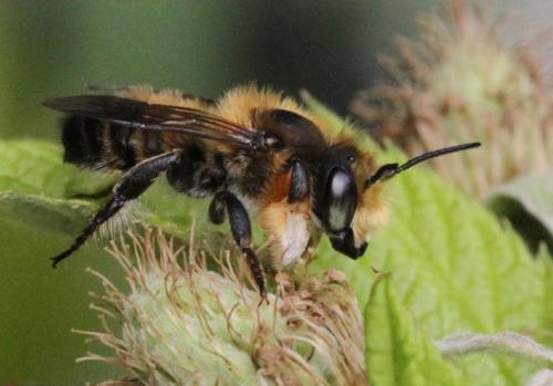 Megachile willughbiella